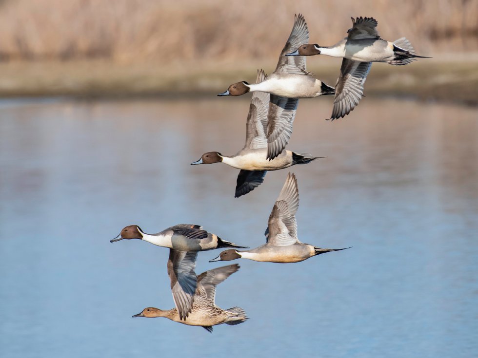 bird-watching6.jpg